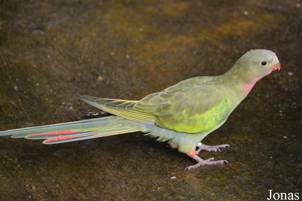 Polytelis alexandrae