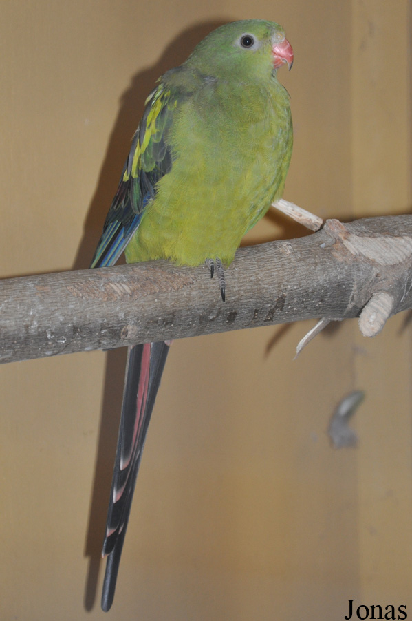 Polytelis anthopeplus