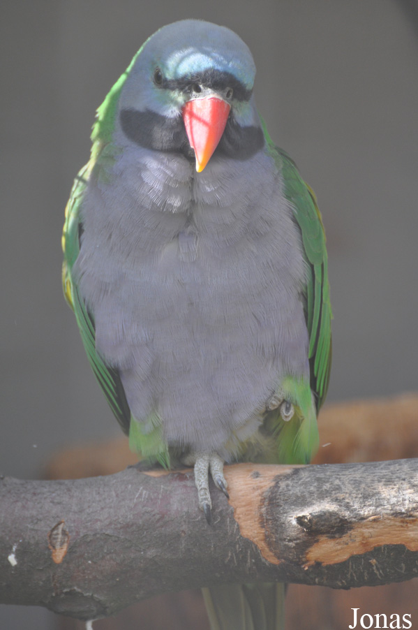 Psittacula derbiana