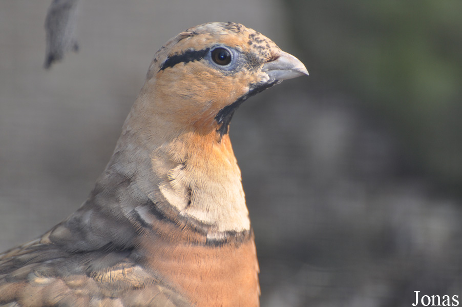 Pterocles alchata