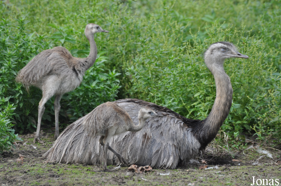 Rhea americana