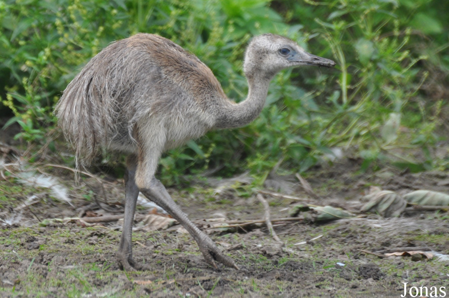 Rhea americana