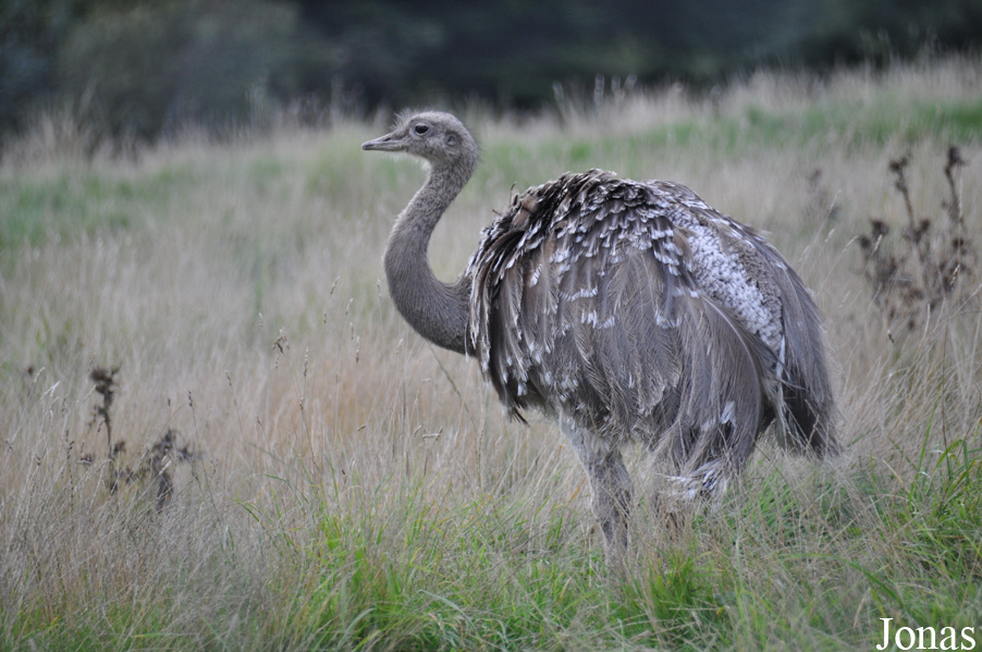 Rhea pennata