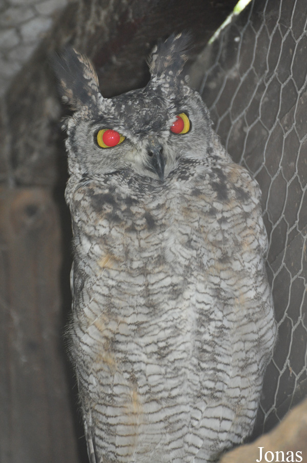 Bubo africanus
