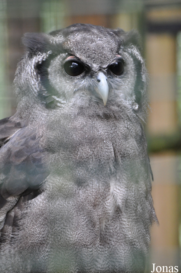 Bubo lacteus