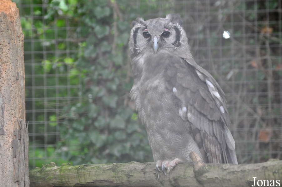 Bubo lacteus