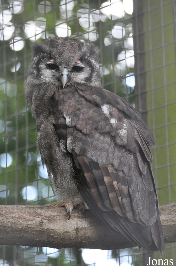 Bubo lacteus