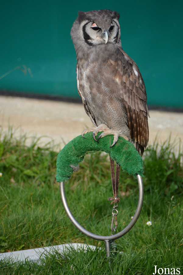 Bubo lacteus