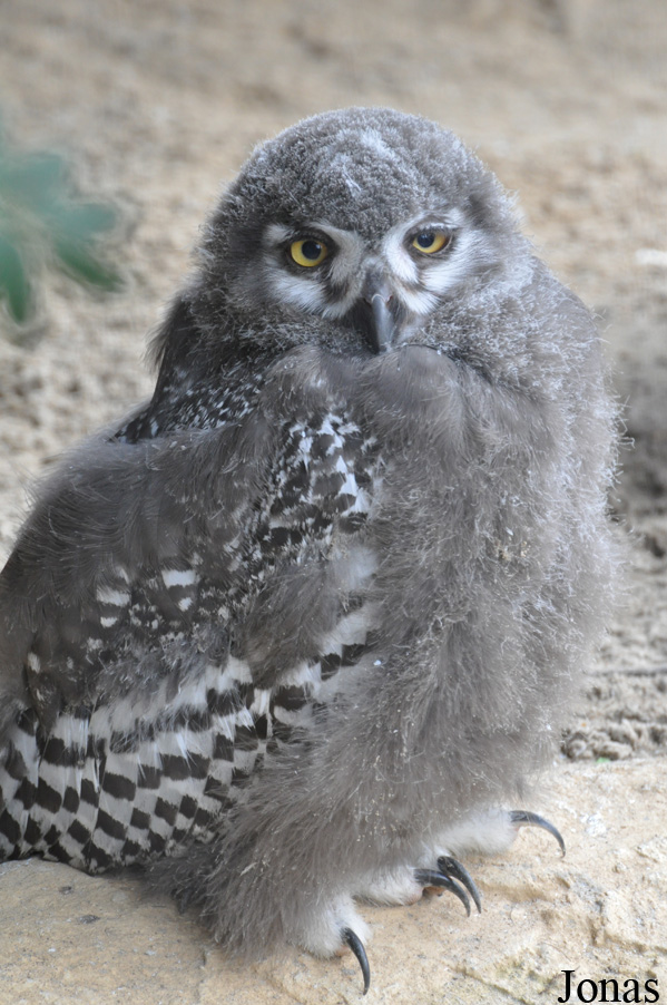Bubo scandiacus