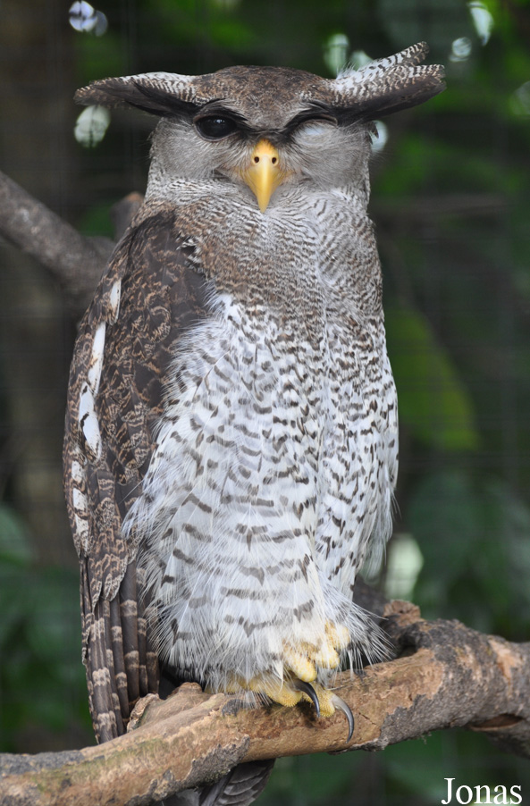 Bubo sumatranus