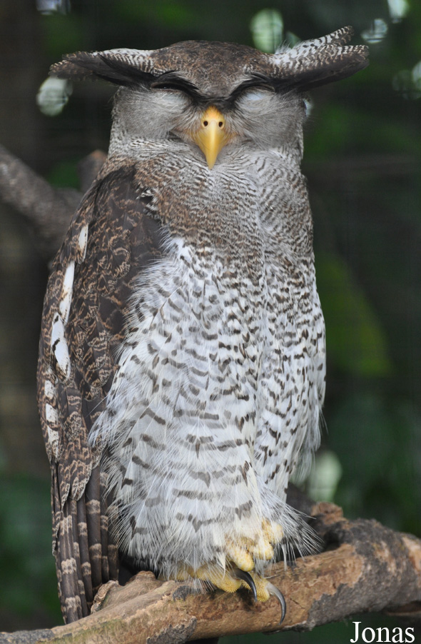 Bubo sumatranus
