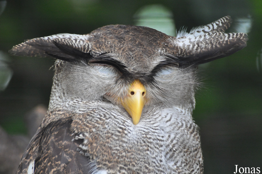 Bubo sumatranus