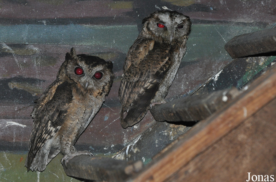 Otus lettia
