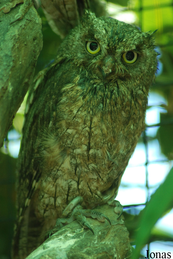 Otus scops