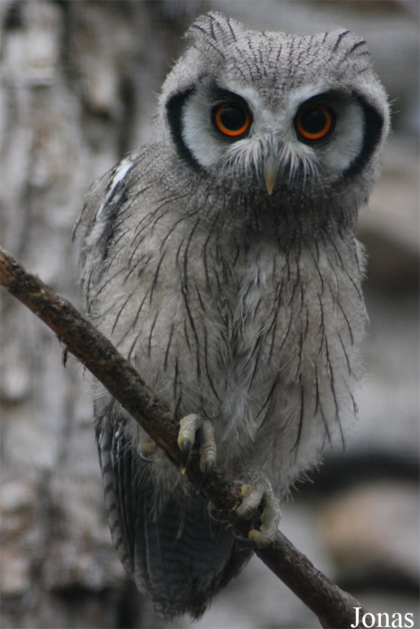 Ptilopsis leucotis
