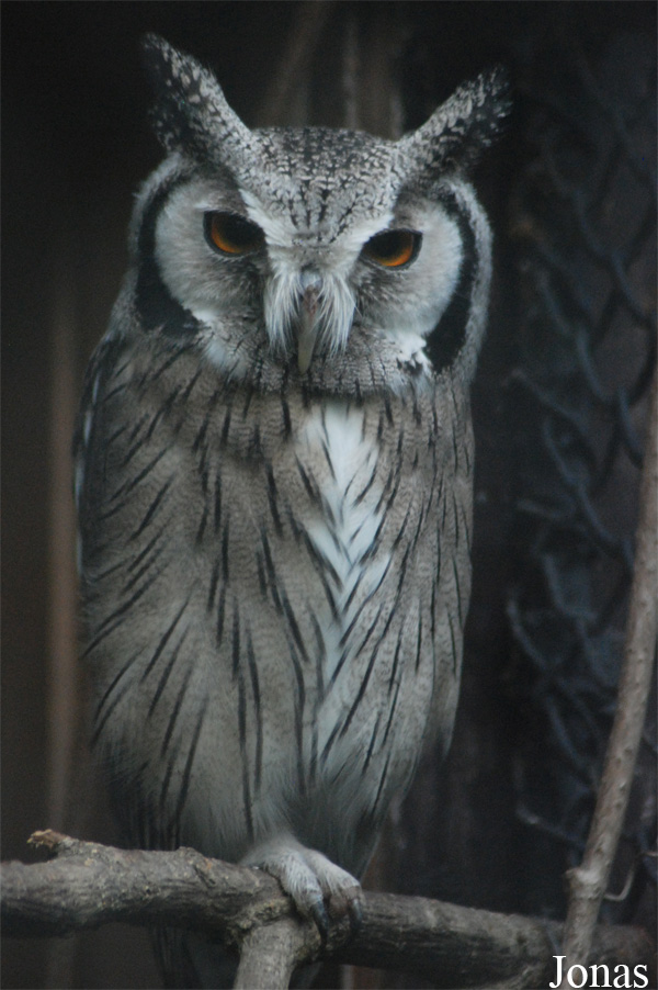 Ptilopsis leucotis