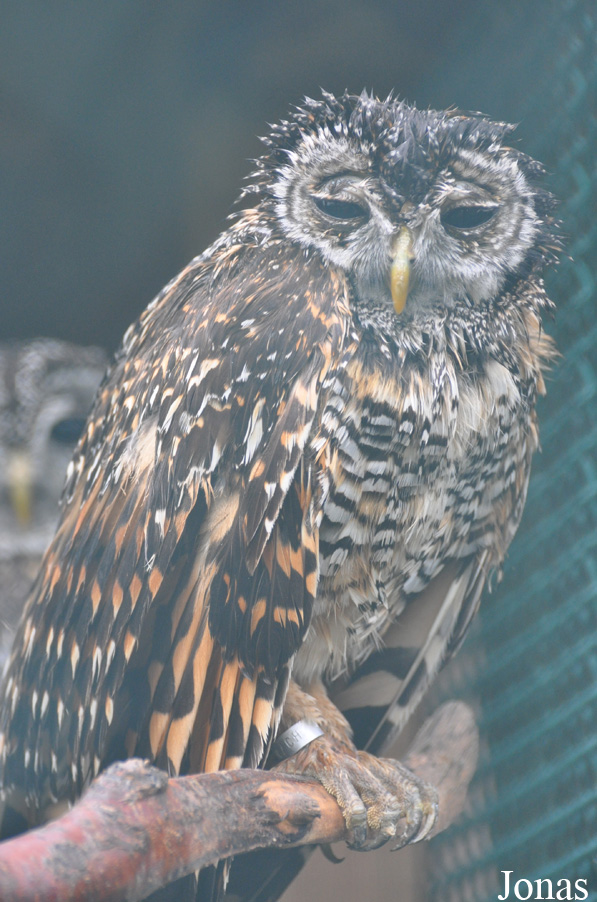 Strix chacoensis