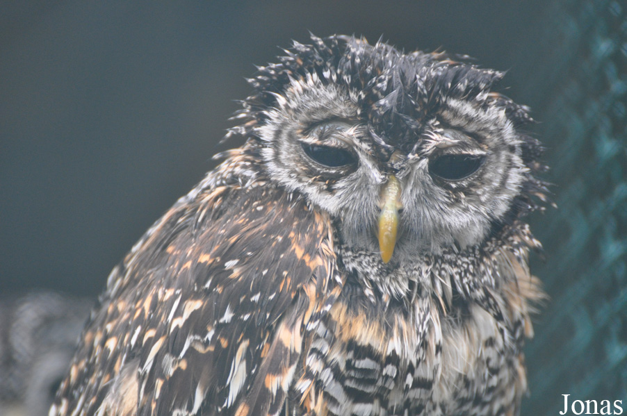 Strix chacoensis