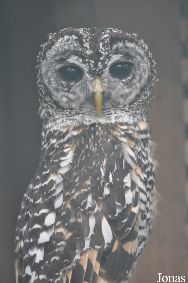 Strix chacoensis