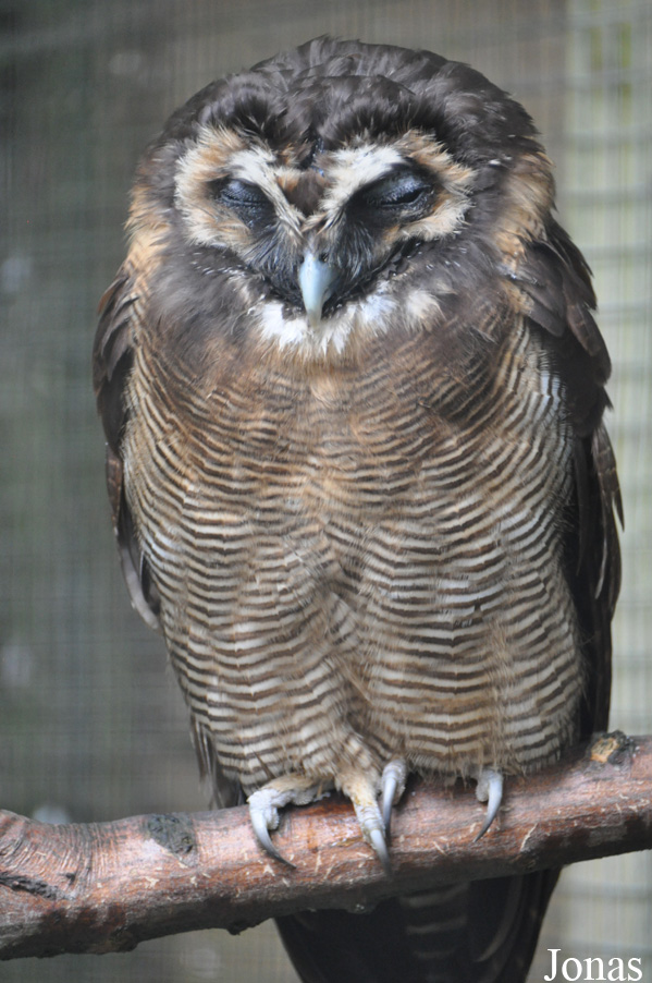 Strix leptogrammica