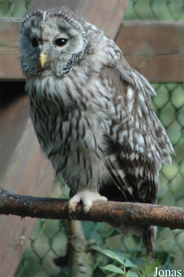 Strix uralensis