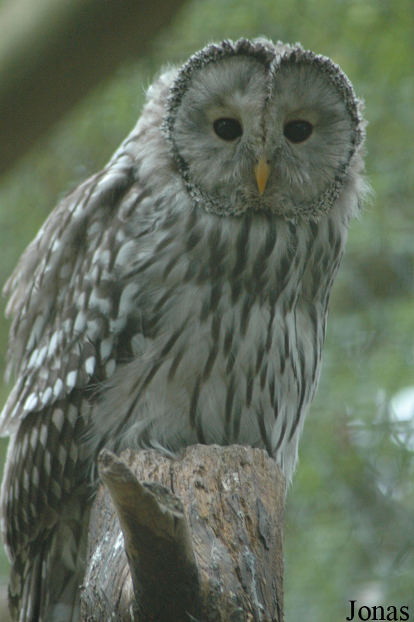 Strix uralensis