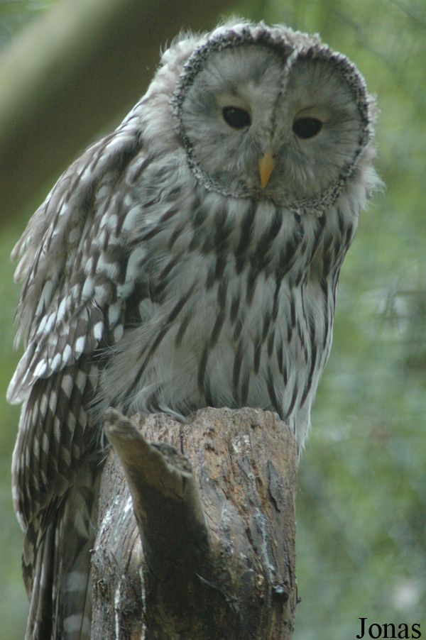Strix uralensis