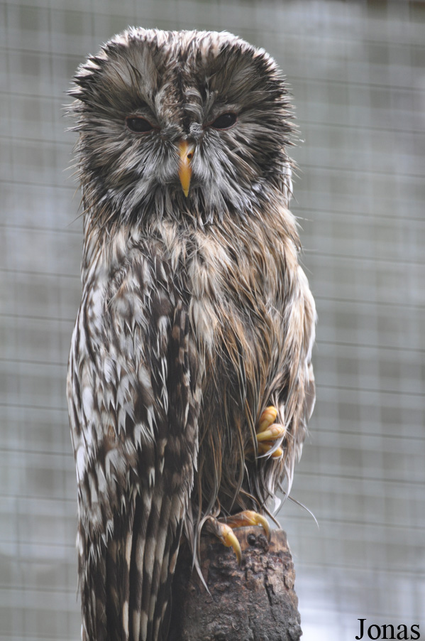 Strix uralensis