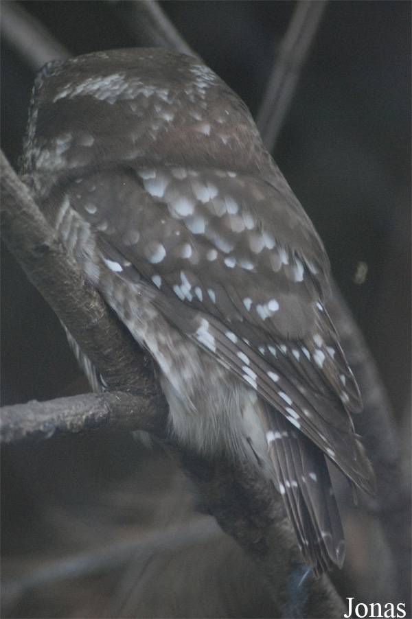 Aegolius funereus