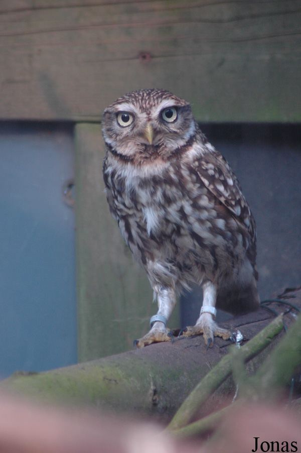 Athene noctua