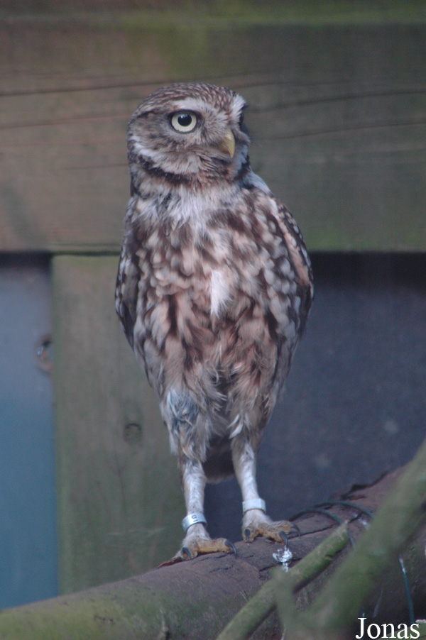Athene noctua