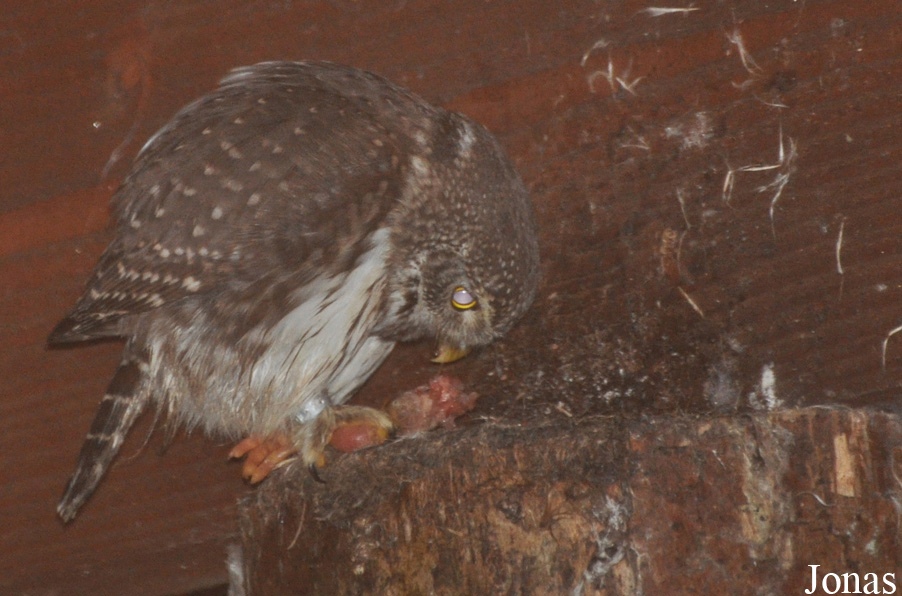 Glaucidium passerinum