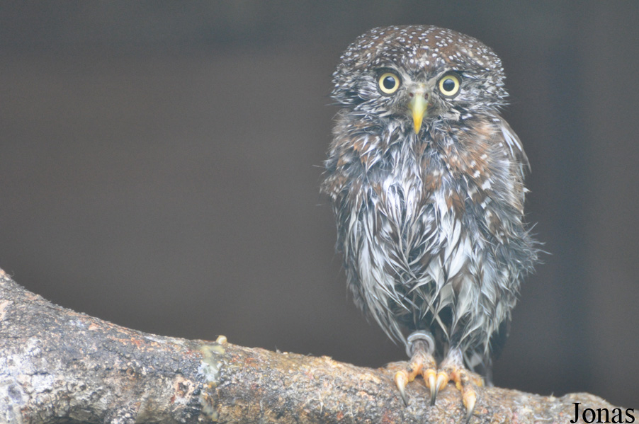 Glaucidium perlatum