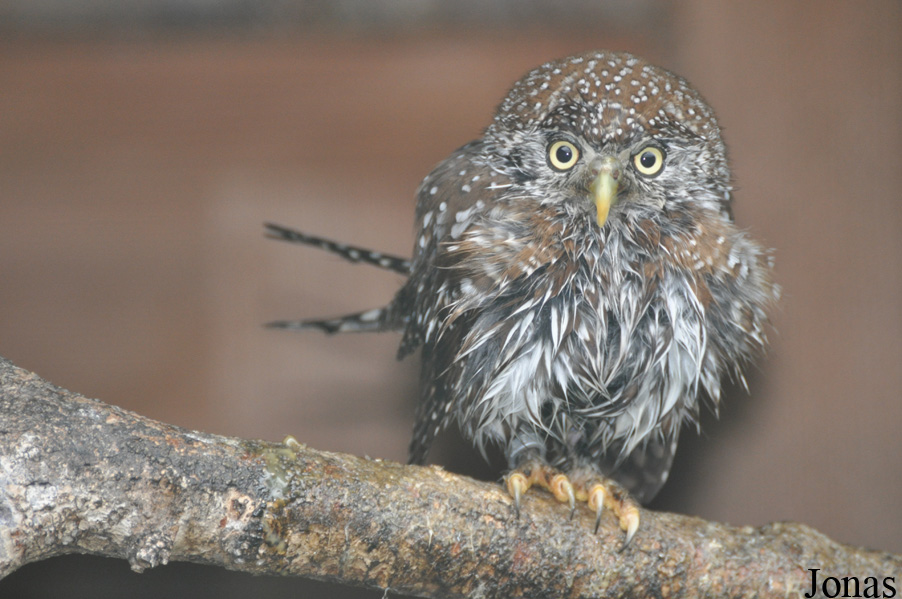 Glaucidium perlatum