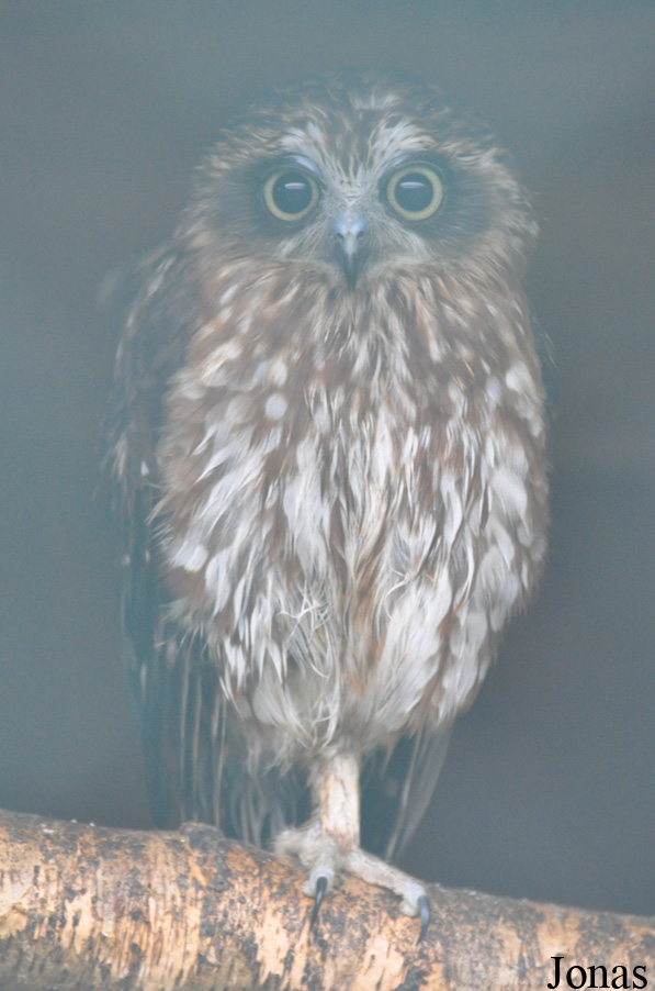Ninox novaeseelandiae
