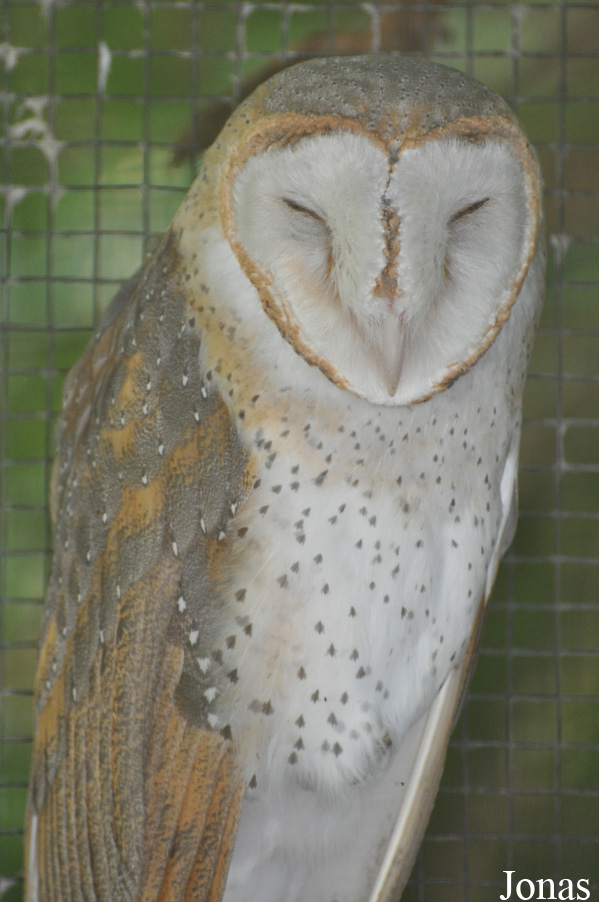 Tyto javanica