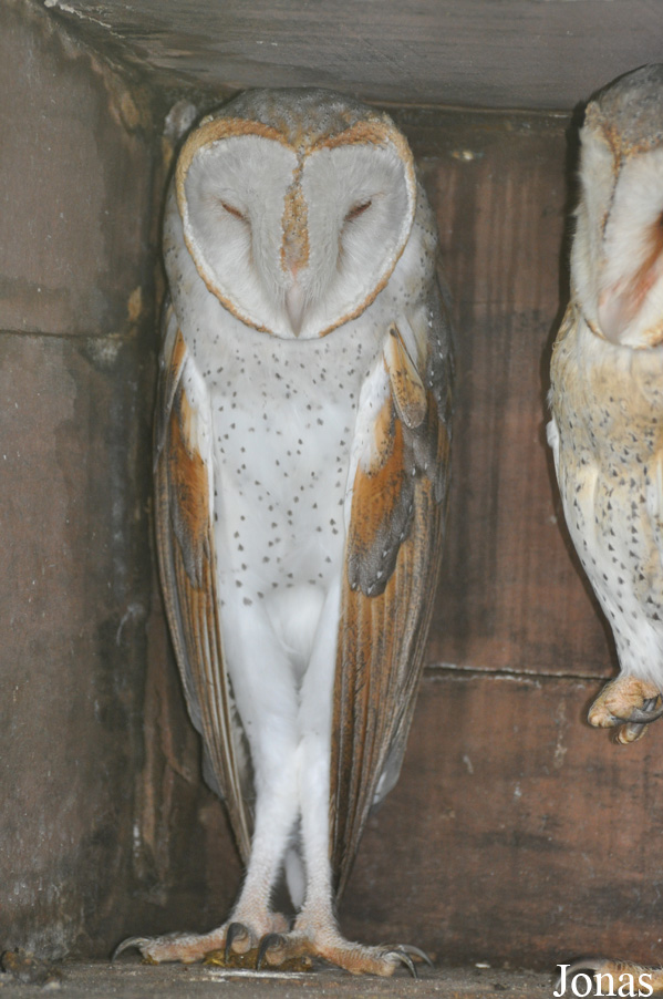 Tyto javanica