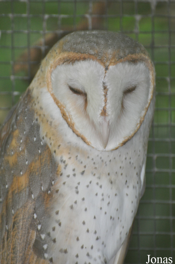 Tyto javanica