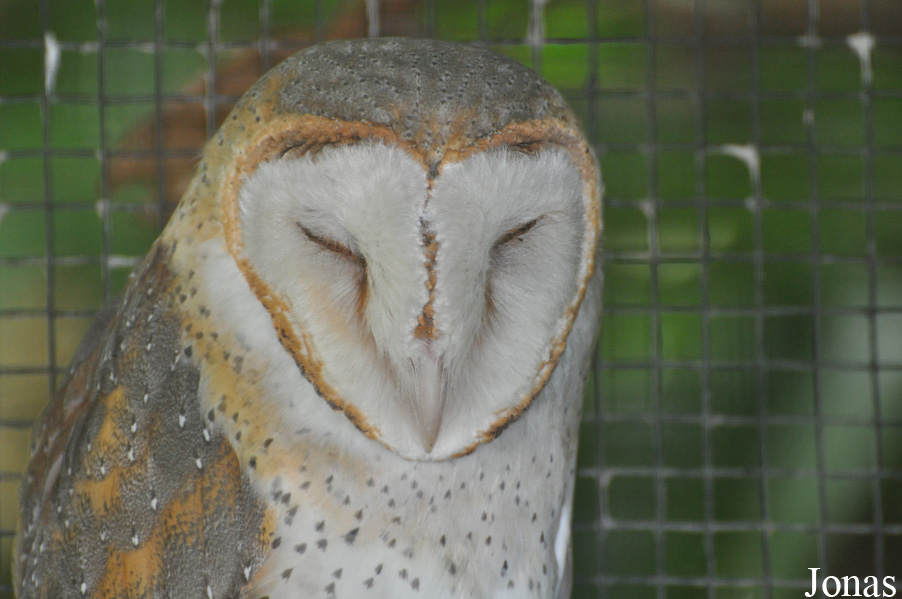 Tyto javanica