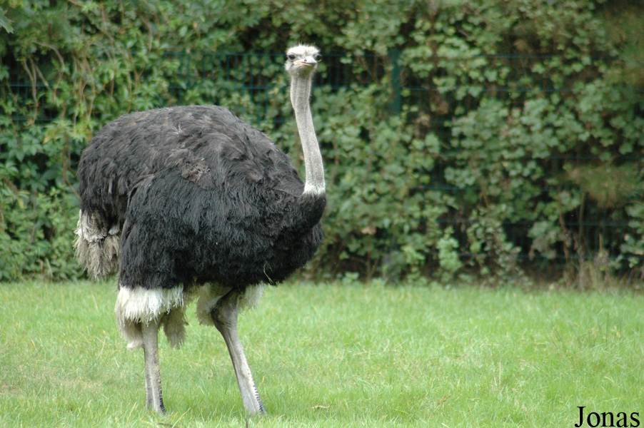 Struthio molybdophanes