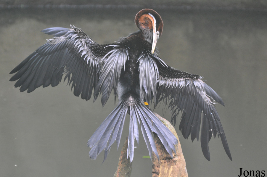 Anhinga rufa