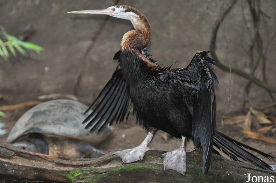 Anhinga rufa