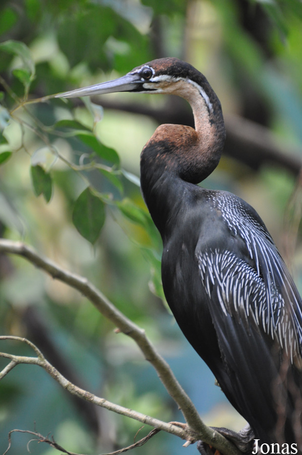 Anhinga rufa