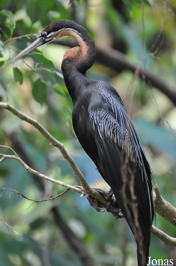 Anhinga rufa
