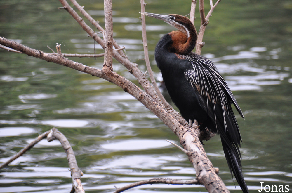 Anhinga rufa