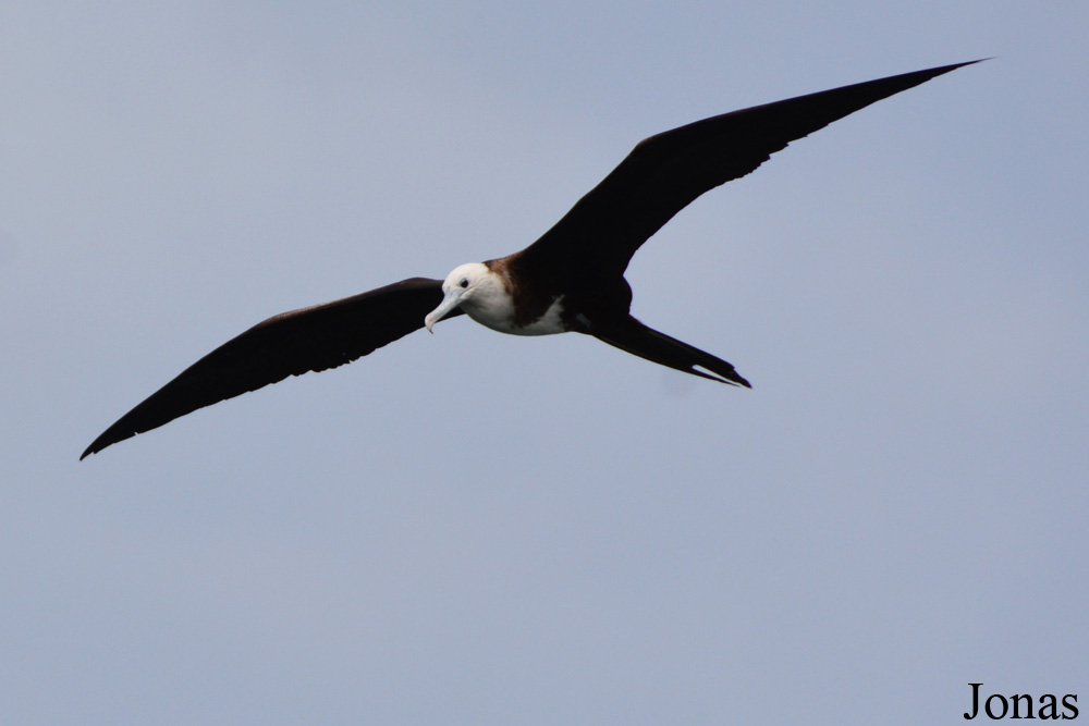 Fregata magnificens rothschildi / Bellefontaine