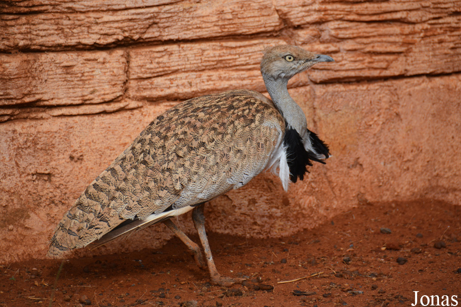 Chlamydotis undulata