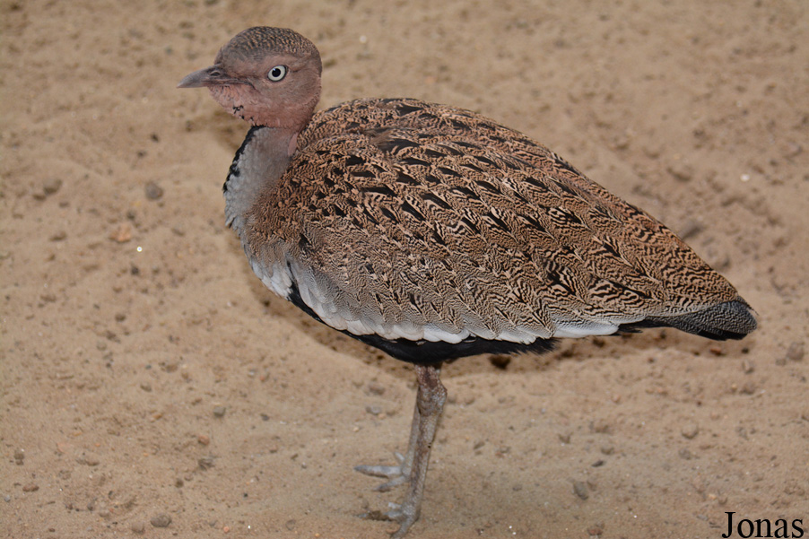 Lophotis gindiana