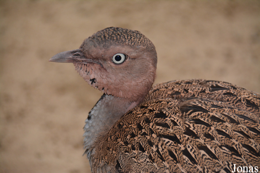 Lophotis gindiana