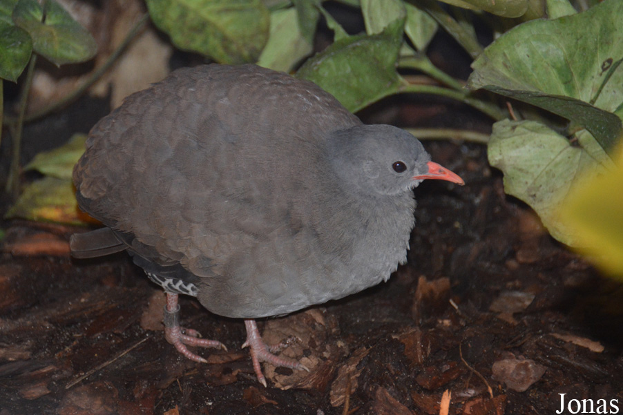 Crypturellus tataupa